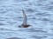 Calidris canutus