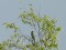 Merops apiaster