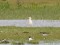Bubulcus ibis