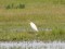 Bubulcus ibis