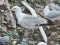 Larus cachinnans