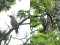 Picus viridis
