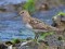Calidris temminckii