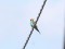 Merops apiaster