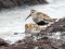 Calidris minuta
