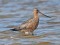 Limosa lapponica