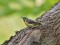 Motacilla cinerea