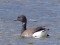 Branta bernicla