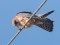 Falco vespertinus