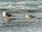 Larus cachinnans