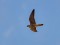 Falco peregrinus