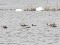 Branta hutchinsii