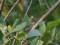 Phylloscopus inornatus