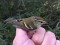 Phylloscopus inornatus