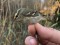 Phylloscopus inornatus