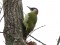 Picus viridis