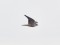 Falco peregrinus