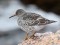 Calidris maritima