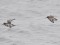 Calidris maritima