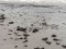 Calidris maritima