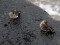 Calidris maritima