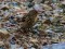 Carduelis flavirostris