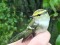 Phylloscopus proregulus