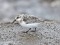 Calidris alba