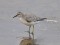 Calidris canutus