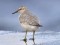 Calidris canutus