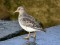 Calidris maritima