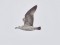 Larus cachinnans