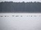 Branta canadensis