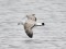 Larus cachinnans