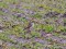 Eremophila alpestris