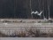 Branta canadensis