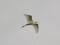 Ardea alba