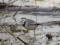 Motacilla alba