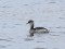 Podiceps grisegena