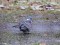 Columba palumbus