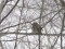 Turdus philomelos