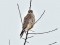 Falco columbarius