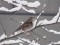 Turdus iliacus