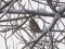 Turdus philomelos
