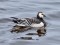 Branta leucopsis