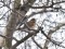 Turdus iliacus