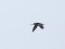 Gallinago gallinago