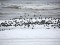 Sturnus vulgaris