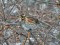 Turdus iliacus