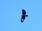 Aquila chrysaetos